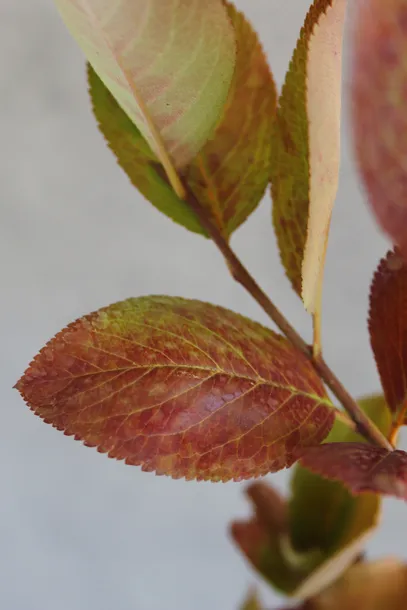 aronia-czarna-aronia-melanocarpa-kod-produktu-5907803490692-odmiana-aronia-melanocarpa
