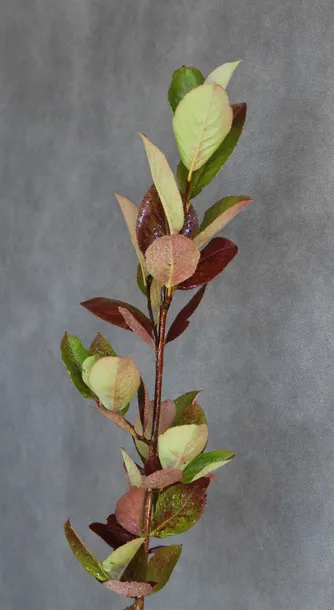 aronia-czarna-aronia-melanocarpa-kod-produktu-5907803490692-nazwa-lacinska-aronia-melanocarpa