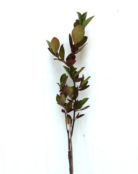 aronia-czarna-aronia-melanocarpa-rodzaj-rosliny-aronie-kod-producenta-pl-24-03-135