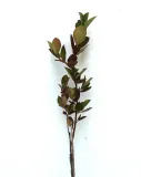 aronia-czarna-aronia-melanocarpa-rodzaj-rosliny-aronie-kod-producenta-pl-24-03-135