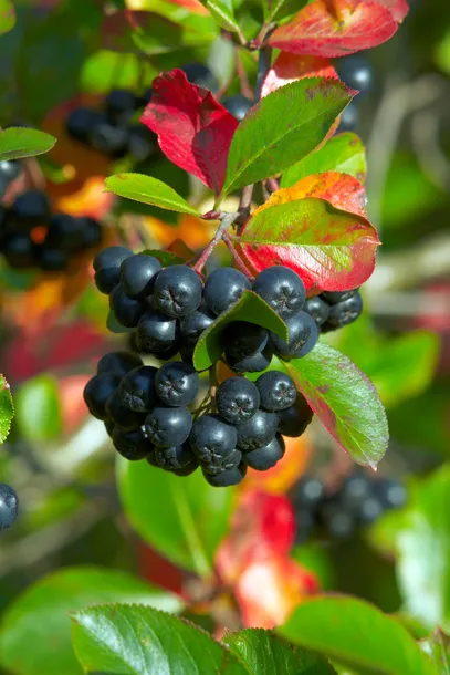 aronia-czarna-aronia-melanocarpa-rodzaj-rosliny-aronie-odmiana-aronia-melanocarpa