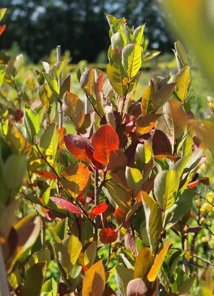 aronia-czarna-aronia-melanocarpa-rodzaj-rosliny-aronie-nazwa-lacinska-aronia-melanocarpa