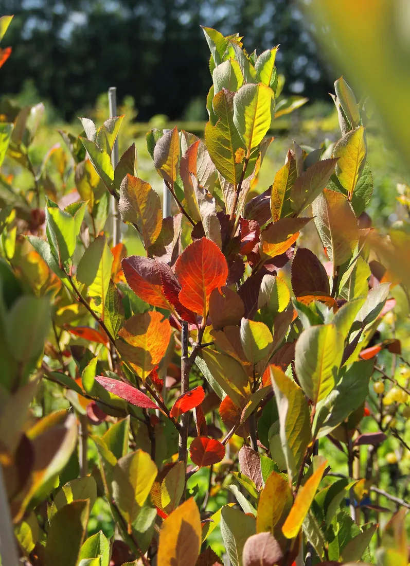 aronia-czarna-aronia-melanocarpa-kod-produktu-5907803490692