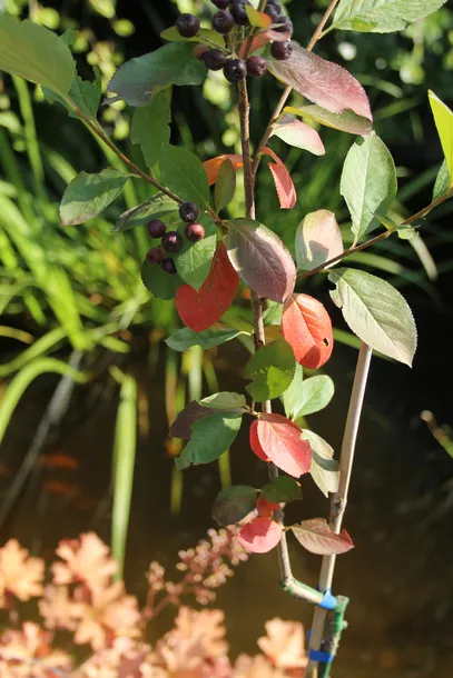 aronia-czarna-aronia-melanocarpa-kod-producenta-pl-24-03-135-kod-produktu-5907803490692