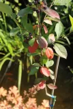 aronia-czarna-aronia-melanocarpa-kod-producenta-pl-24-03-135-kod-produktu-5907803490692