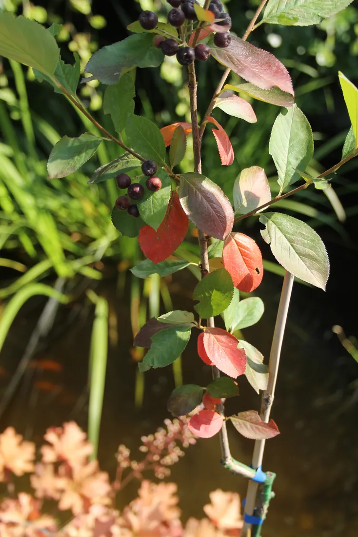 aronia-czarna-aronia-melanocarpa