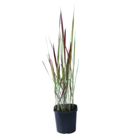 imperata-cylindryczna-red-baron-imperata-cylindrica-red-baron