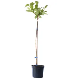 kalina-hordowina-aureum-viburnum-lantana-aureum