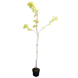 klon-srebrzysty-born-s-gracious-acer-saccharinum-born-s-gracious