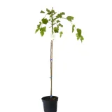 morwa-biala-pendula-morus-alba-pendula