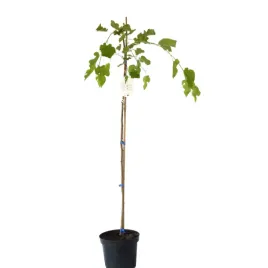 morwa-biala-pendula-morus-alba-pendula