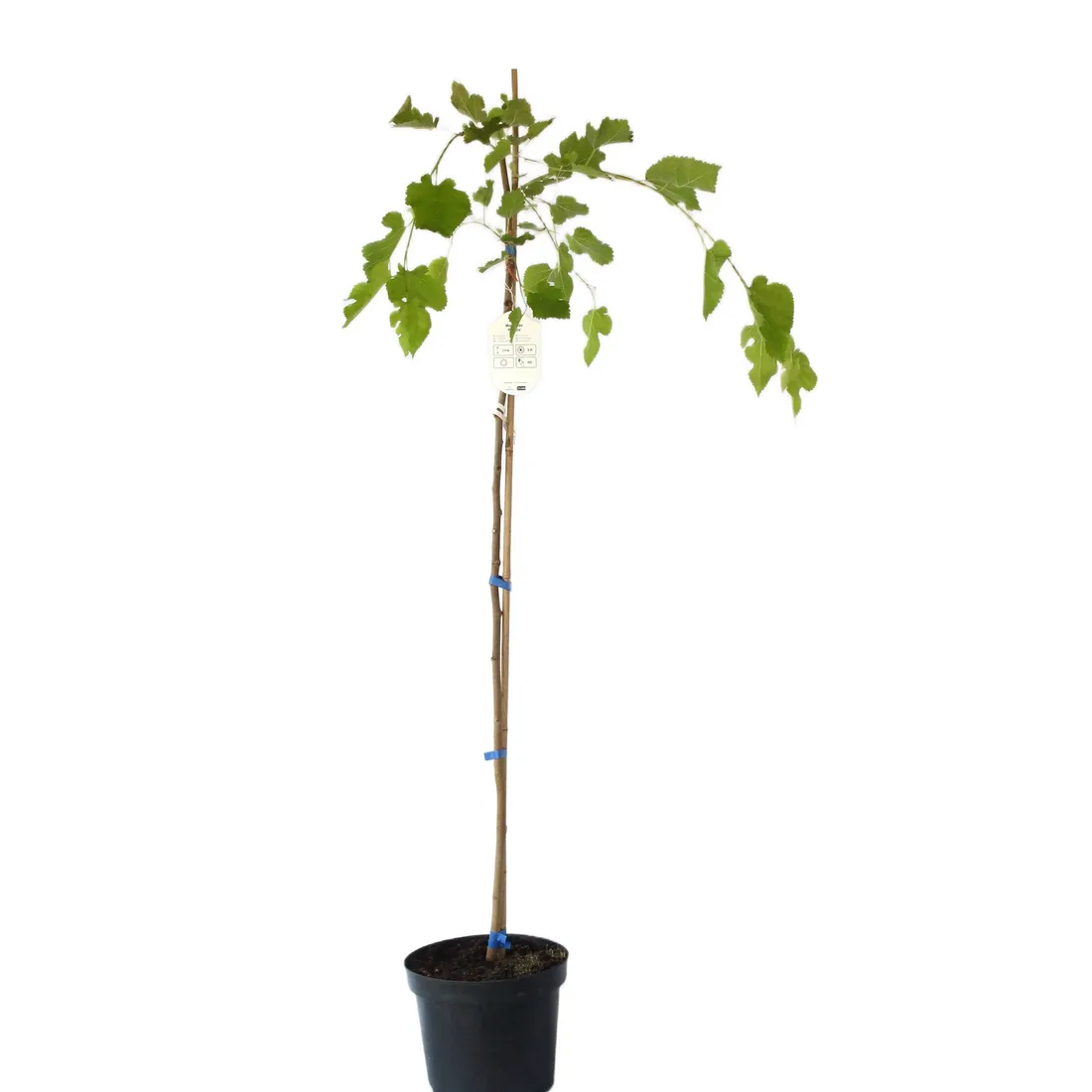 morwa-biala-pendula-morus-alba-pendula