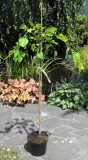 morwa-biala-pendula-morus-alba-pendula-rodzaj-rosliny-inny