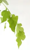 morwa-biala-pendula-morus-alba-pendula-kod-produktu-5907803494232