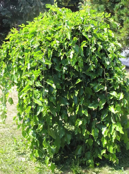 morwa-biala-pendula-morus-alba-pendula-kod-producenta-pl-24-03-135