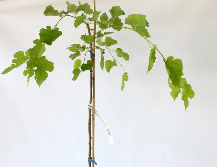 morwa-biala-pendula-morus-alba-pendula-producent-inna