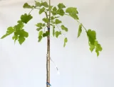 morwa-biala-pendula-morus-alba-pendula-producent-inna