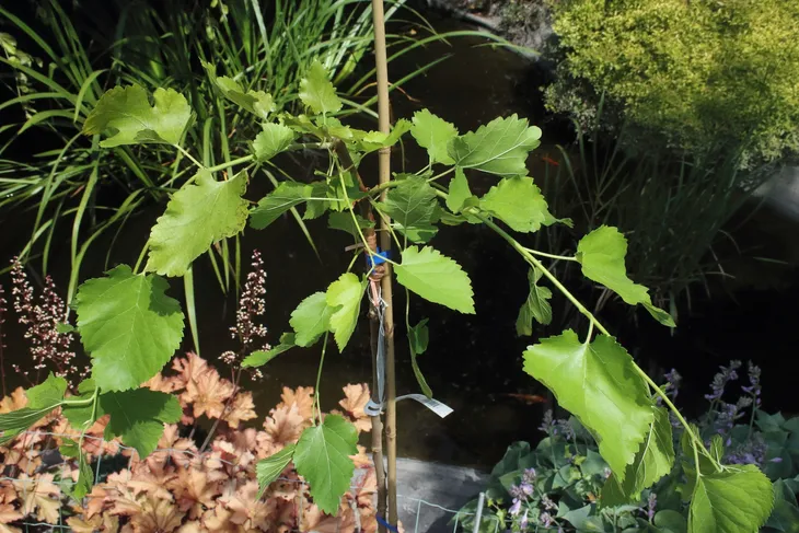 morwa-biala-pendula-morus-alba-pendula-nazwa-lacinska-morus-alba