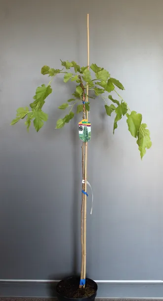 morwa-biala-pendula-morus-alba-pendula-rodzaj-rosliny-inny-kod-produktu-5907803494232