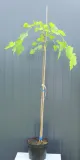 morwa-biala-pendula-morus-alba-pendula-rodzaj-rosliny-inny-kod-producenta-pl-24-03-135