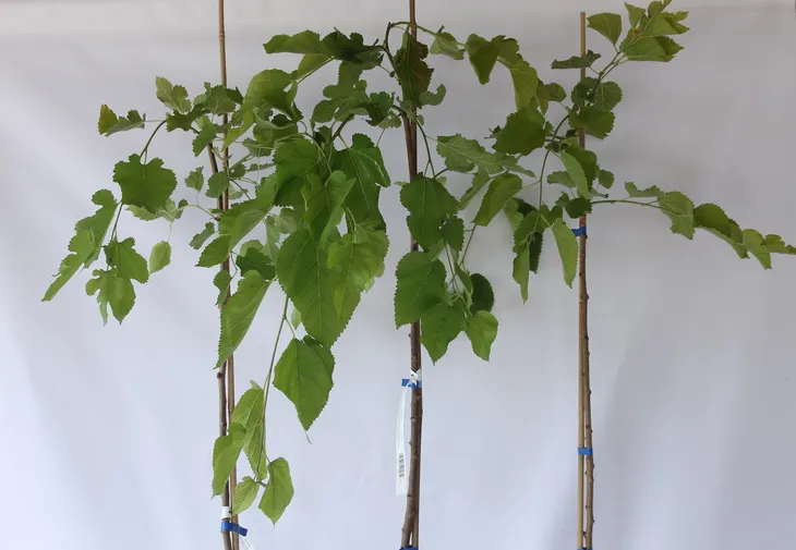 morwa-biala-pendula-morus-alba-pendula-rodzaj-rosliny-inny-producent-inna