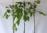 morwa-biala-pendula-morus-alba-pendula-rodzaj-rosliny-inny-producent-inna