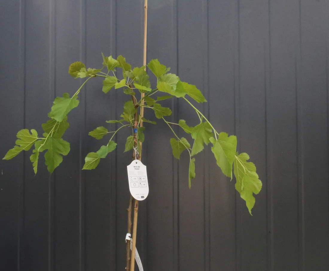 morwa-biala-pendula-morus-alba-pendula