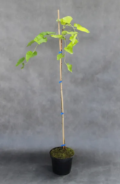 morwa-biala-pendula-morus-alba-pendula-kod-produktu-5907803494232-rodzaj-rosliny-inny
