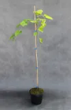 morwa-biala-pendula-morus-alba-pendula-kod-produktu-5907803494232-rodzaj-rosliny-inny