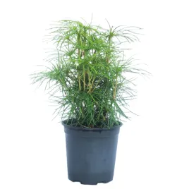 sosnica-japonska-sciadopitys-verticillata