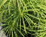 sosnica-japonska-sciadopitys-verticillata-rodzaj-rosliny-inny