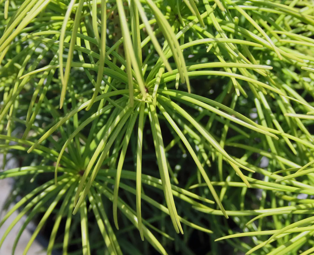sosnica-japonska-sciadopitys-verticillata-rodzaj-rosliny-inny