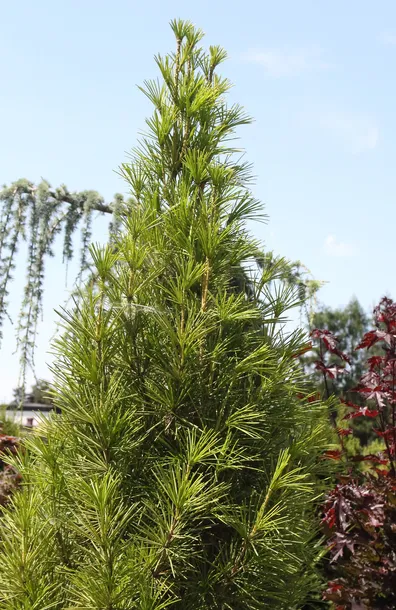 sosnica-japonska-sciadopitys-verticillata-kod-produktu-5907803496366