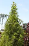 sosnica-japonska-sciadopitys-verticillata-kod-produktu-5907803496366