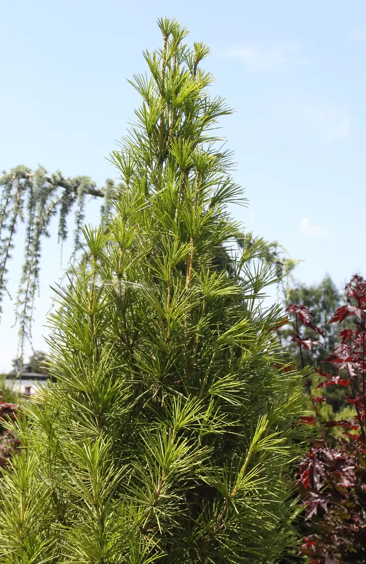 sosnica-japonska-sciadopitys-verticillata
