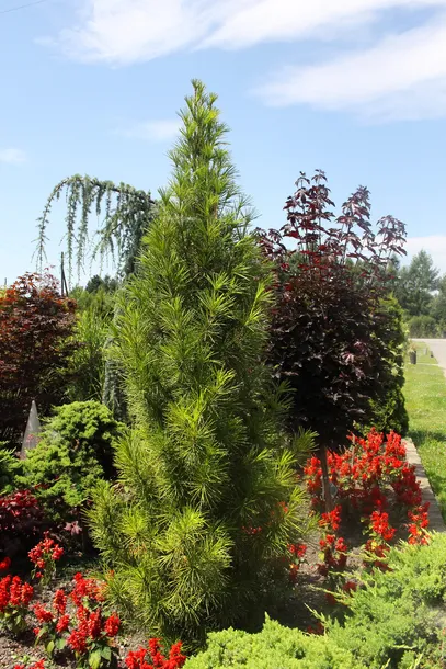 sosnica-japonska-sciadopitys-verticillata-stan-nowy