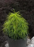 sosnica-japonska-sciadopitys-verticillata-kod-producenta-pl-24-03-135