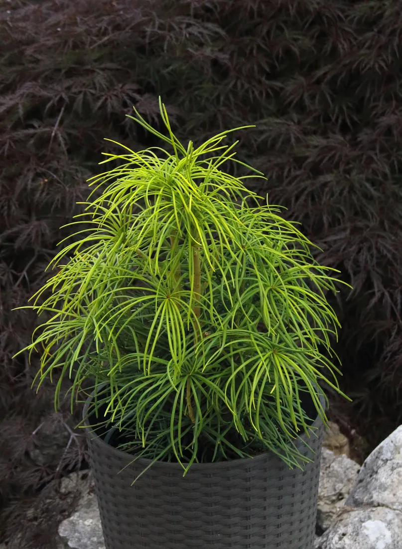 sosnica-japonska-sciadopitys-verticillata-rodzaj-rosliny-inny