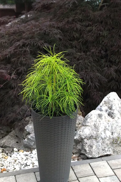 sosnica-japonska-sciadopitys-verticillata-producent-inna