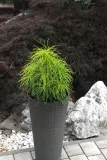 sosnica-japonska-sciadopitys-verticillata-producent-inna