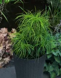 sosnica-japonska-sciadopitys-verticillata-nazwa-lacinska-sciadopitys-verticillata