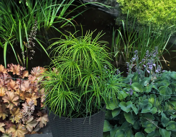 sosnica-japonska-sciadopitys-verticillata-produkt-wprowadzony-do-obrotu-na-terenie-ue-przed-13-12-2024-tak