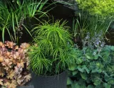 sosnica-japonska-sciadopitys-verticillata-produkt-wprowadzony-do-obrotu-na-terenie-ue-przed-13-12-2024-tak