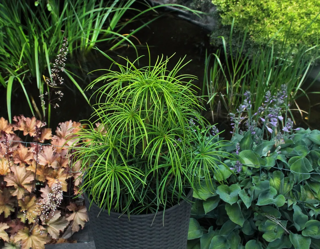 sosnica-japonska-sciadopitys-verticillata-rodzaj-rosliny-inny