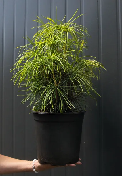sosnica-japonska-sciadopitys-verticillata-rodzaj-rosliny-inny-kod-produktu-5907803496366