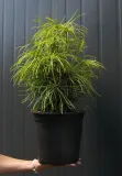 sosnica-japonska-sciadopitys-verticillata-rodzaj-rosliny-inny-kod-produktu-5907803496366