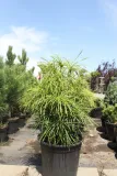 sosnica-japonska-sciadopitys-verticillata-rodzaj-rosliny-inny-stan-nowy