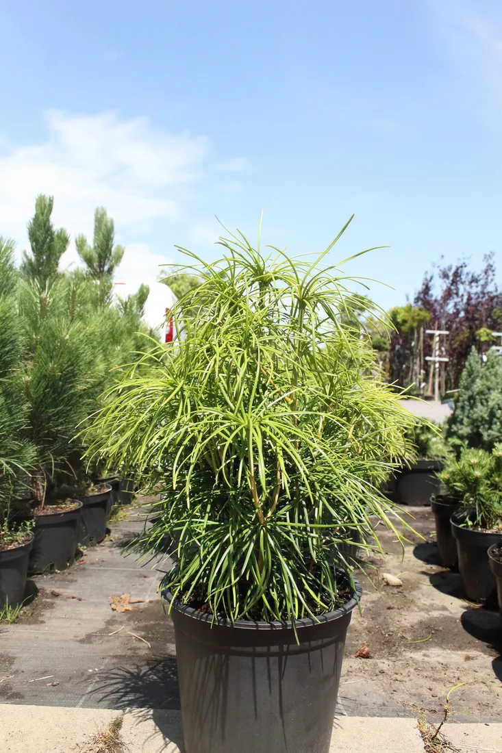 sosnica-japonska-sciadopitys-verticillata-rodzaj-rosliny-inny