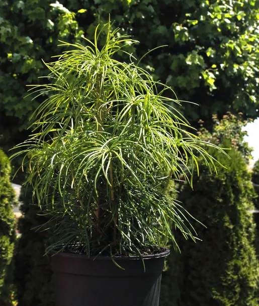 sosnica-japonska-sciadopitys-verticillata-rodzaj-rosliny-inny-kod-producenta-pl-24-03-135