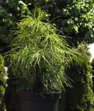 sosnica-japonska-sciadopitys-verticillata-rodzaj-rosliny-inny-kod-producenta-pl-24-03-135